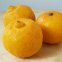 bergamot orange